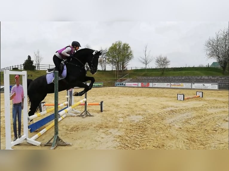 Hannover Giumenta 5 Anni 173 cm Baio scuro in Bebra