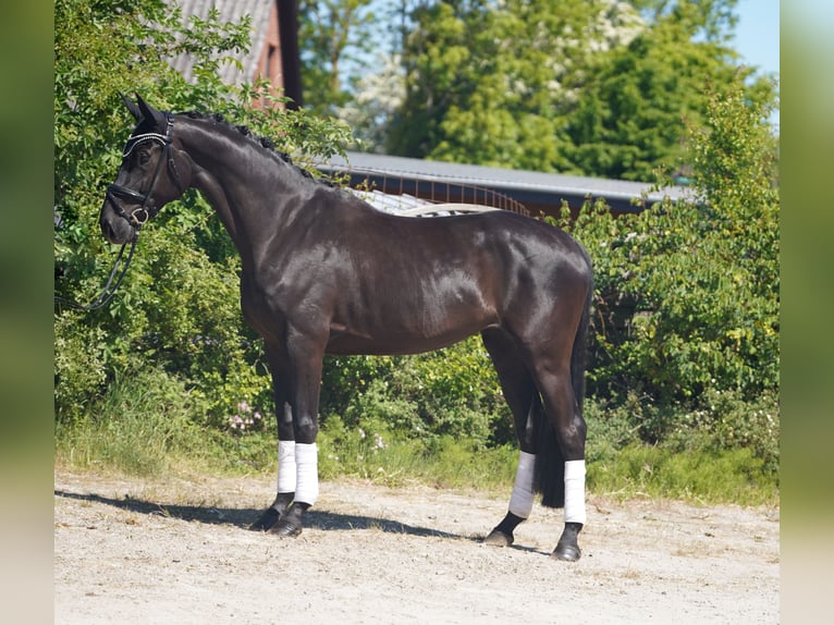 Hannover Giumenta 5 Anni 173 cm Morello in Hohenfelde