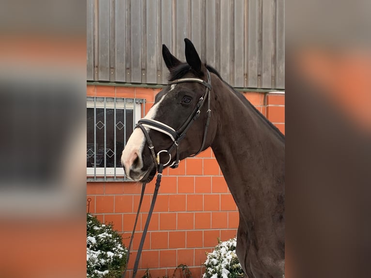 Hannover Giumenta 5 Anni 173 cm Morello in Hepstedt