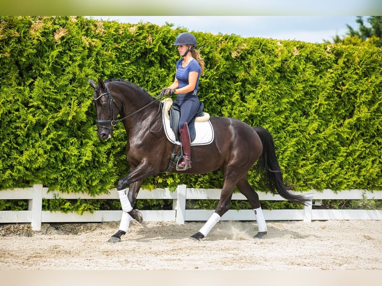 Hannover Giumenta 5 Anni 173 cm Morello in Zoelen