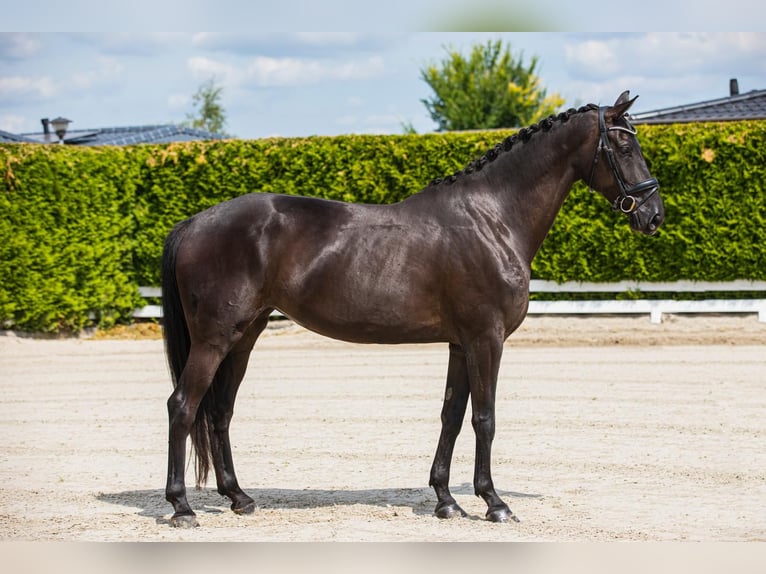 Hannover Giumenta 5 Anni 173 cm Morello in Zoelen