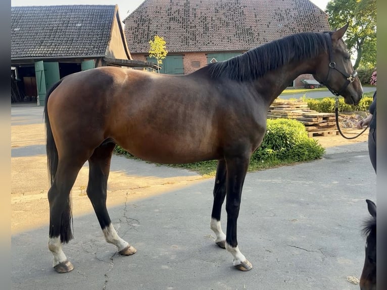 Hannover Giumenta 5 Anni 174 cm Baio in Neustadt am Rübenberge