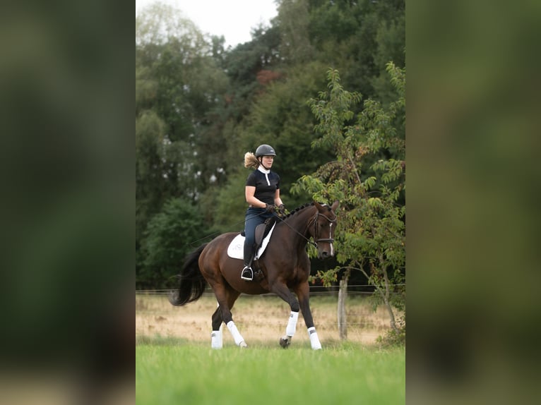 Hannover Giumenta 5 Anni 174 cm Baio scuro in Westergellersen