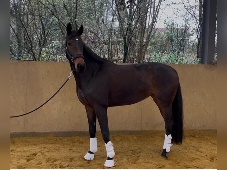 Hannover Giumenta 5 Anni 174 cm Baio scuro in Lohmar