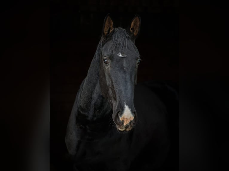 Hannover Giumenta 5 Anni 174 cm Morello in Müden (Aller)