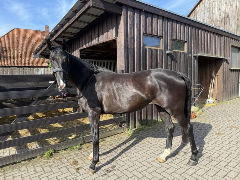 Hannover Giumenta 5 Anni 174 cm Morello in Müden (Aller)