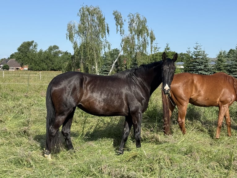 Hannover Giumenta 5 Anni 174 cm Morello in Müden (Aller)