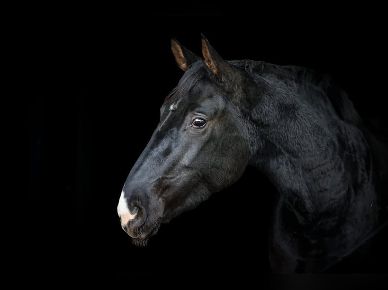 Hannover Giumenta 5 Anni 174 cm Morello in Müden (Aller)