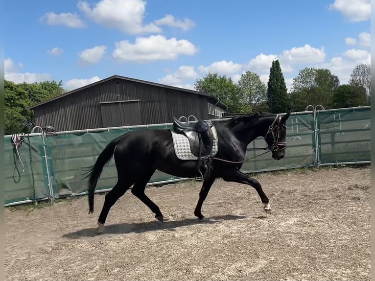 Hannover Giumenta 5 Anni 174 cm Morello in Müden (Aller)