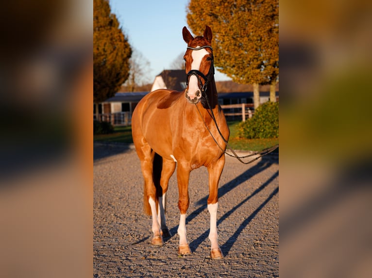 Hannover Giumenta 5 Anni 174 cm Sauro in Güby