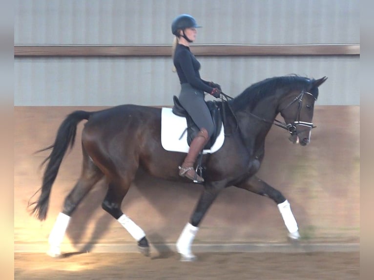Hannover Giumenta 5 Anni 175 cm Baio scuro in Ratekau
