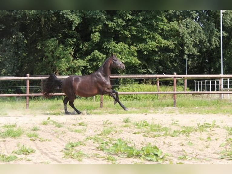 Hannover Giumenta 5 Anni 175 cm Baio scuro in Hamersen