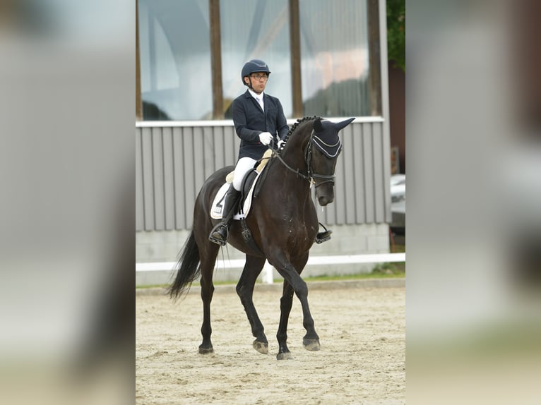 Hannover Giumenta 5 Anni 175 cm Morello in Wriedel