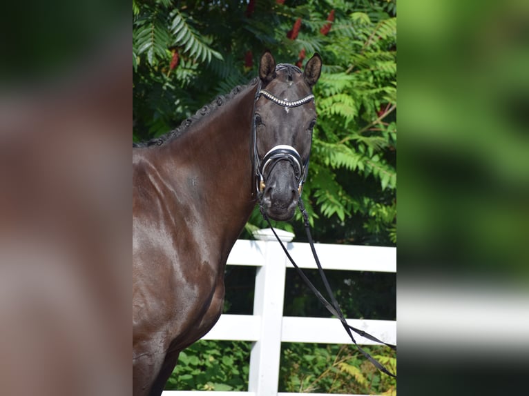 Hannover Giumenta 5 Anni 175 cm Morello in D&#xE4;tgen