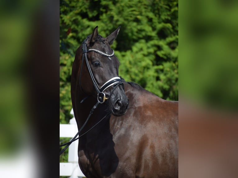 Hannover Giumenta 5 Anni 175 cm Morello in D&#xE4;tgen