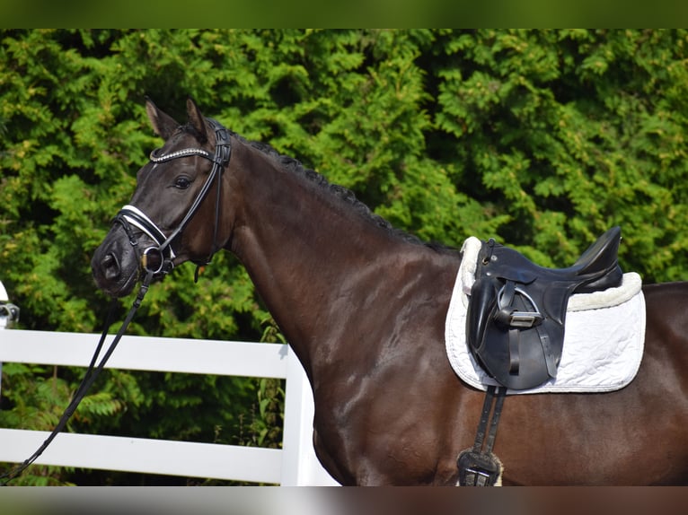 Hannover Giumenta 5 Anni 175 cm Morello in D&#xE4;tgen