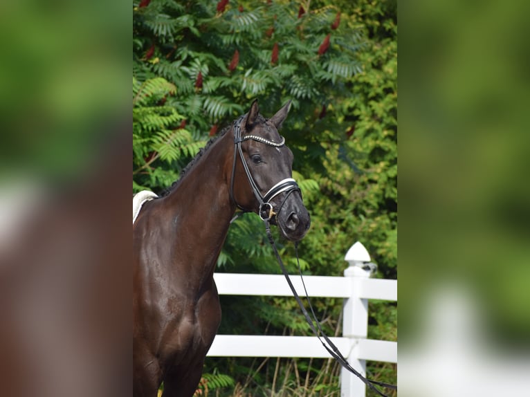Hannover Giumenta 5 Anni 175 cm Morello in D&#xE4;tgen