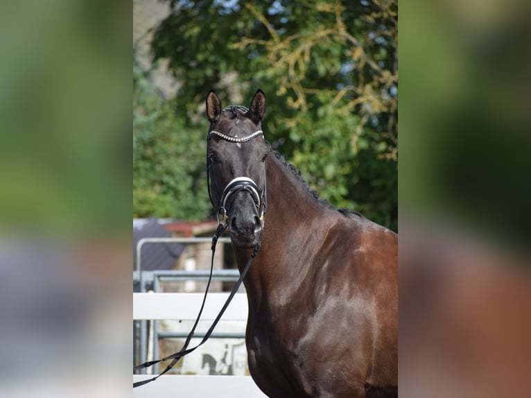 Hannover Giumenta 5 Anni 175 cm Morello in D&#xE4;tgen
