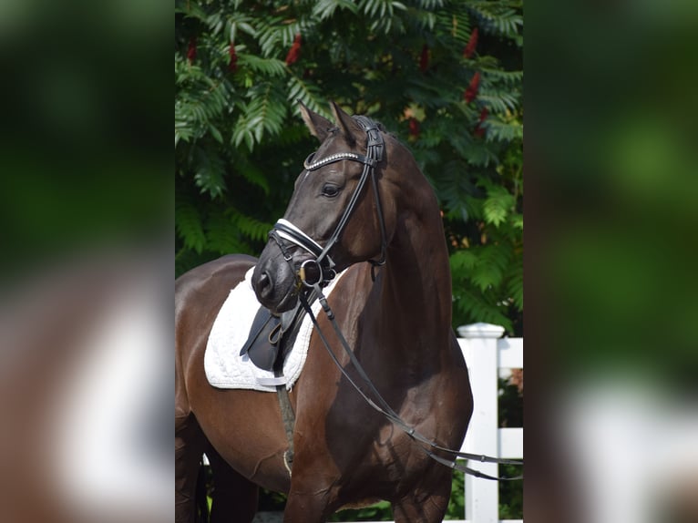 Hannover Giumenta 5 Anni 175 cm Morello in D&#xE4;tgen