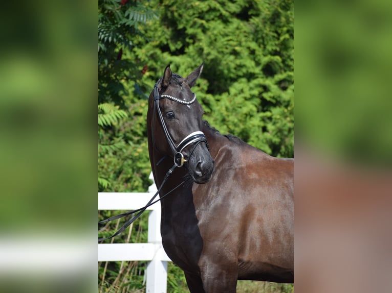 Hannover Giumenta 5 Anni 175 cm Morello in D&#xE4;tgen