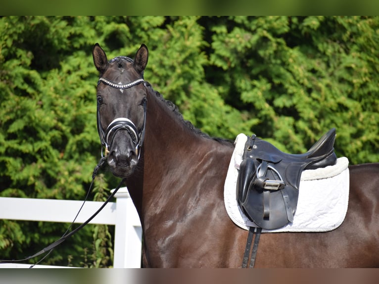 Hannover Giumenta 5 Anni 175 cm Morello in D&#xE4;tgen