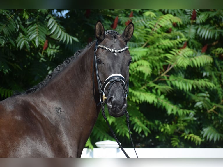 Hannover Giumenta 5 Anni 175 cm Morello in D&#xE4;tgen