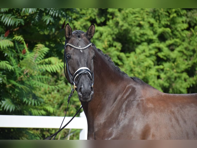 Hannover Giumenta 5 Anni 175 cm Morello in D&#xE4;tgen