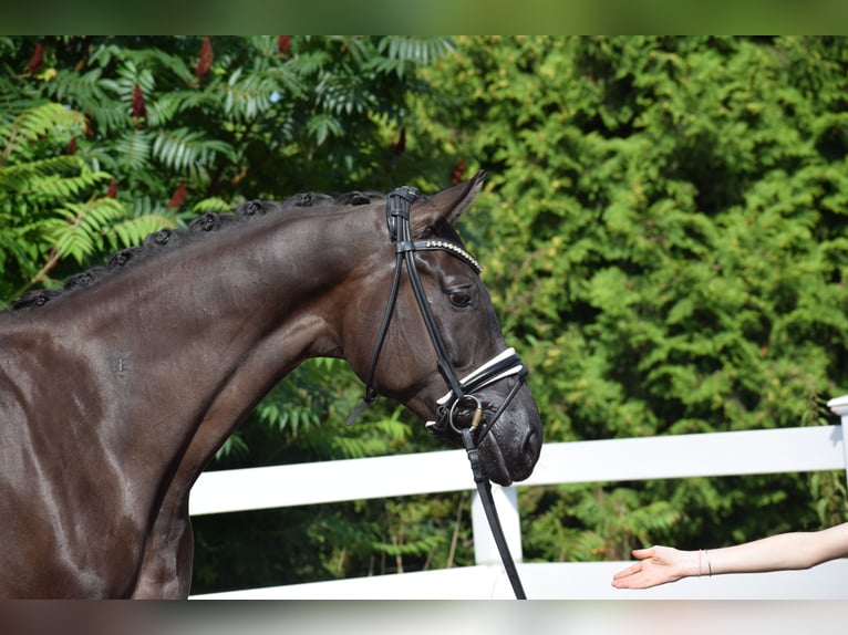 Hannover Giumenta 5 Anni 175 cm Morello in D&#xE4;tgen