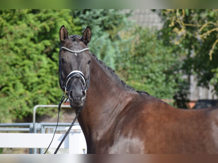 Hannover Giumenta 5 Anni 175 cm Morello in D&#xE4;tgen