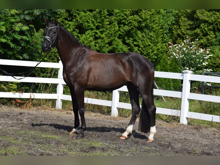 Hannover Giumenta 5 Anni 175 cm Morello in D&#xE4;tgen