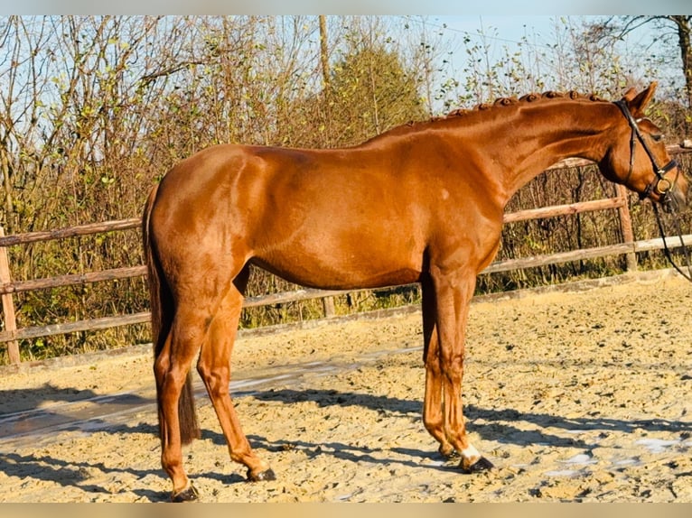 Hannover Giumenta 5 Anni 175 cm Sauro in Hamm