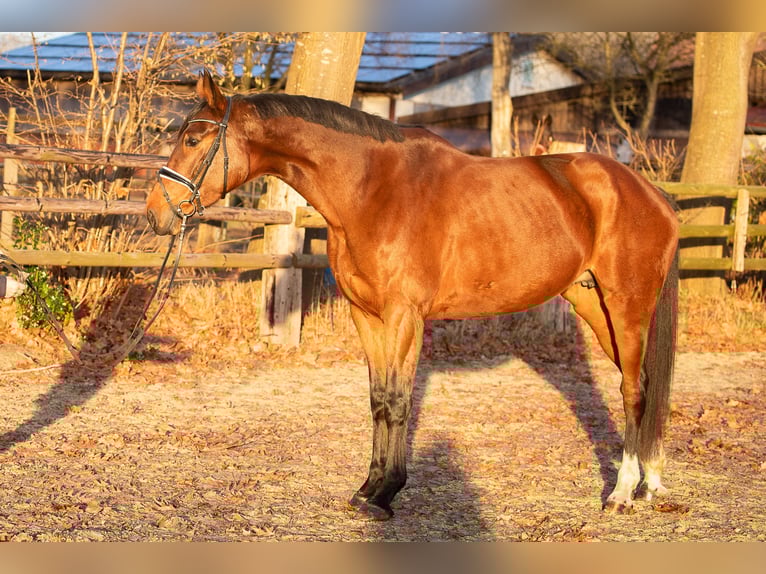 Hannover Giumenta 5 Anni 176 cm Baio in Elmlohe