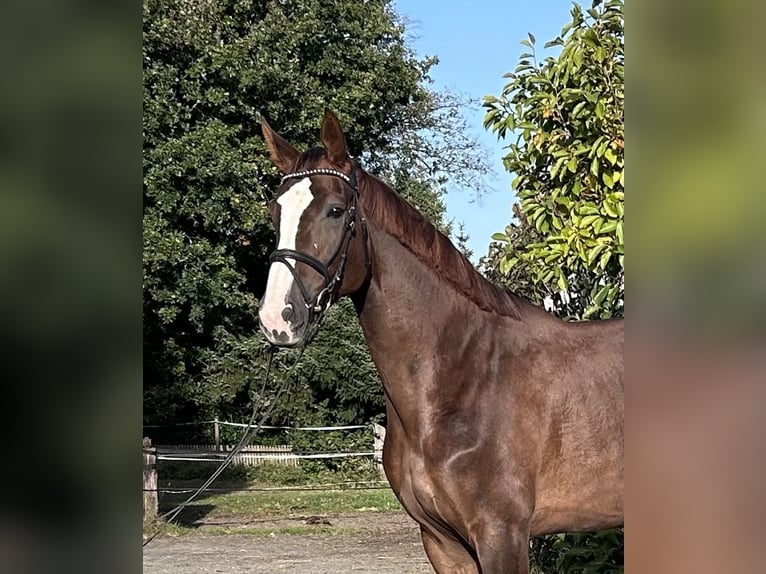 Hannover Giumenta 5 Anni 176 cm Sauro scuro in Siedenburg