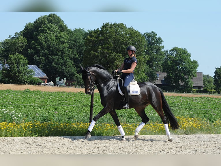 Hannover Giumenta 5 Anni 178 cm Baio nero in Freren