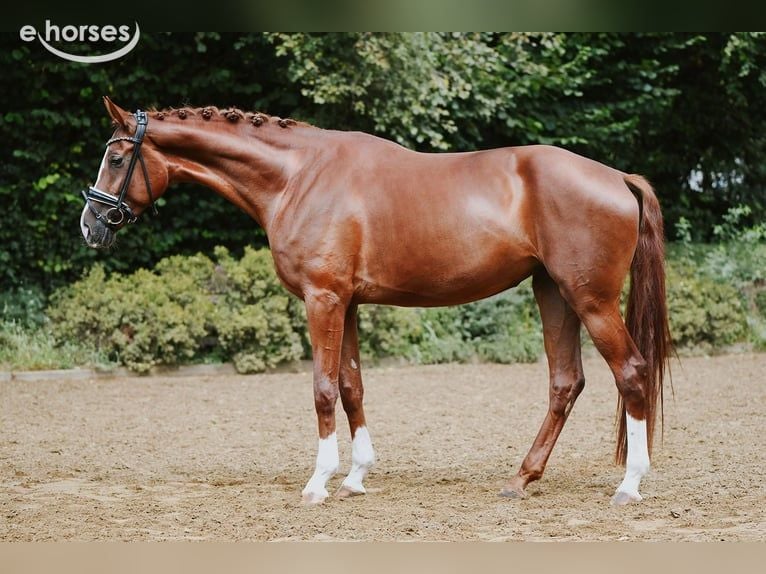 Hannover Giumenta 5 Anni 180 cm Sauro in Riedstadt