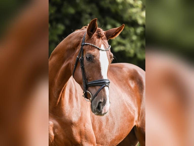 Hannover Giumenta 5 Anni 180 cm Sauro in Riedstadt