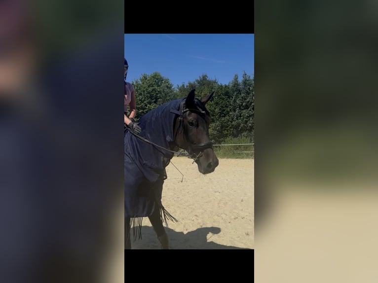 Hannover Giumenta 5 Anni 181 cm Morello in Morsbach