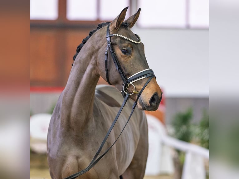 Hannover Giumenta 5 Anni Baio nero in Münster-Handorf