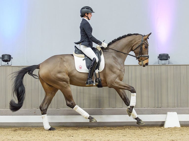 Hannover Giumenta 5 Anni Baio nero in Münster-Handorf