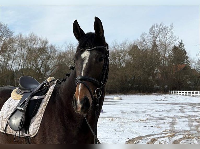 Hannover Giumenta 5 Anni Baio scuro in Verden (Aller)