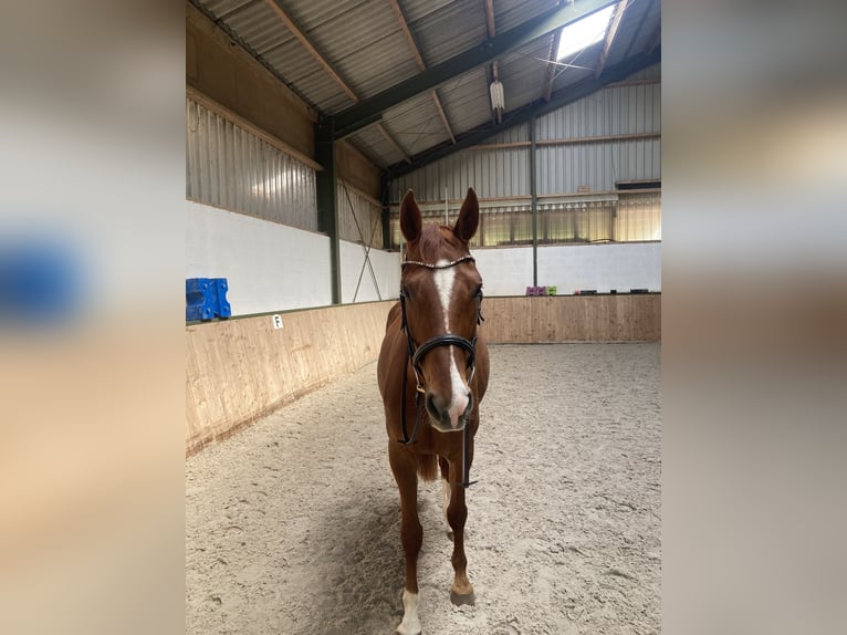 Hannover Giumenta 5 Anni in Aachen