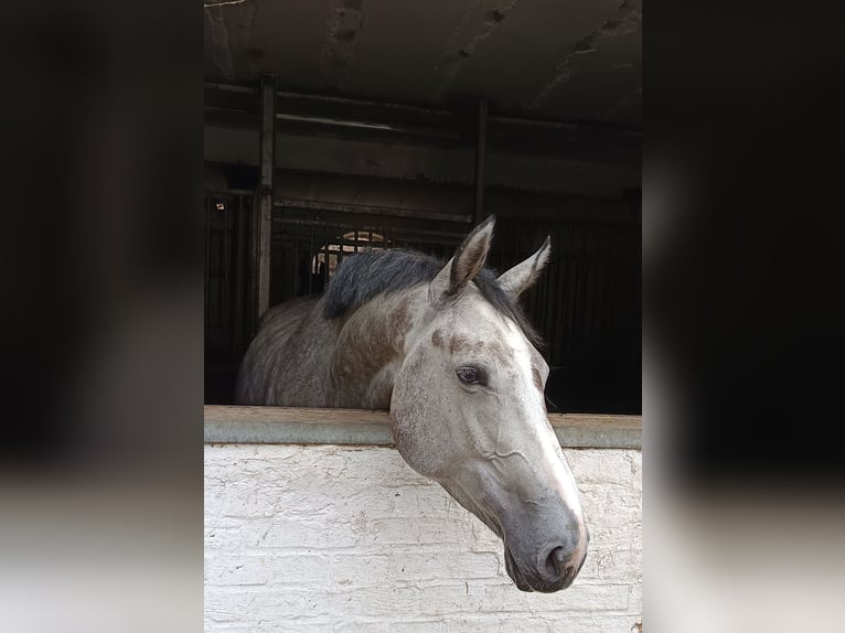 Hannover Giumenta 5 Anni Grigio pezzato in Braunschweig