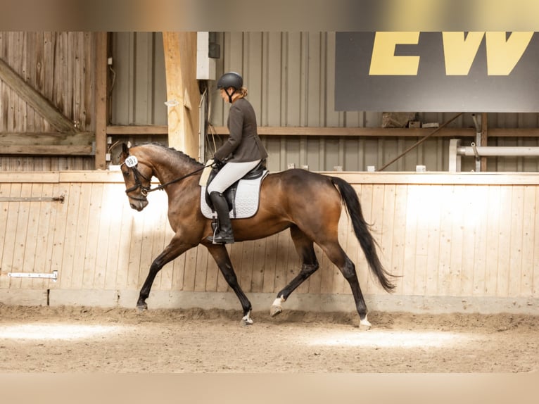 Hannover Giumenta 6 Anni 158 cm Baio scuro in Munster