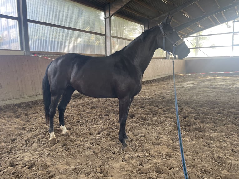 Hannover Giumenta 6 Anni 160 cm Morello in Verden (Aller)