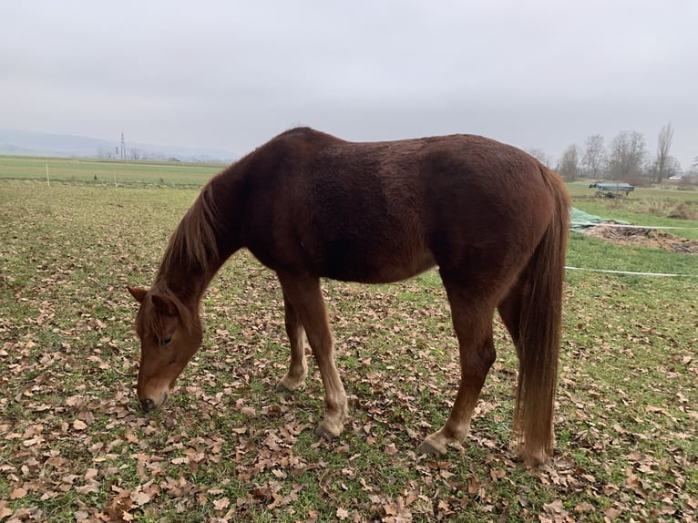 Hannover Giumenta 6 Anni 160 cm Sauro in Neuhausen am Rheinfall 1