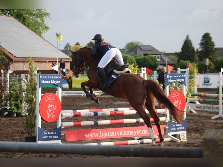 Hannover Giumenta 6 Anni 162 cm Sauro in Petershagen