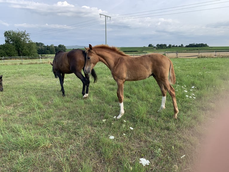 Hannover Giumenta 6 Anni 163 cm Baio in Oberhausen