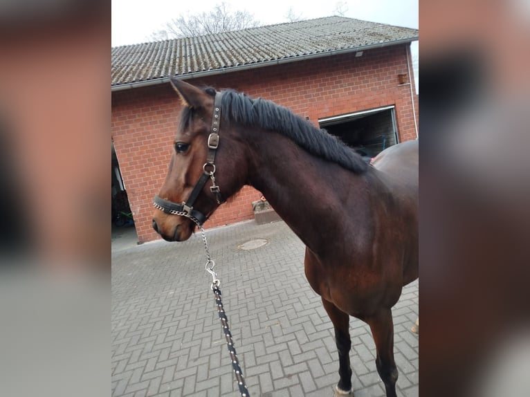 Hannover Giumenta 6 Anni 163 cm Baio in Ostbevern