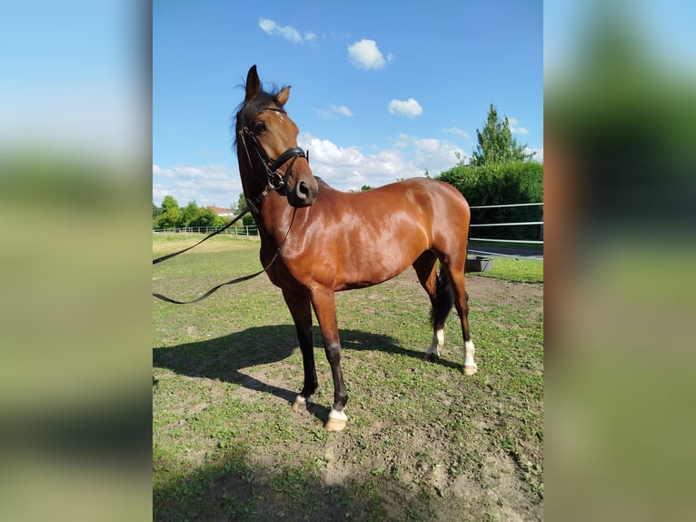 Hannover Giumenta 6 Anni 163 cm Baio in Ostbevern