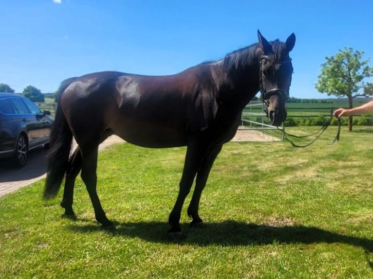 Hannover Giumenta 6 Anni 163 cm Baio in Eberswalde